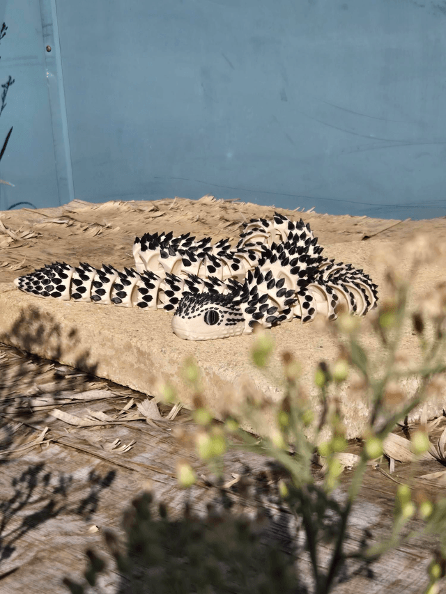 Articulated Spiny bush viper - 85cm long